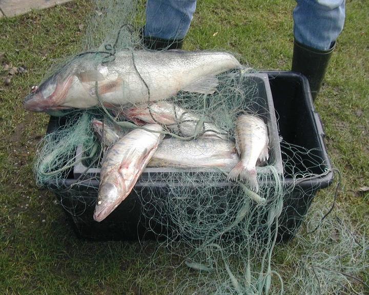 Bodenseefischerei Kaulitzki
